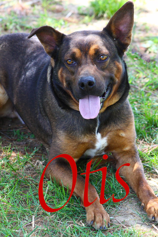 Otis