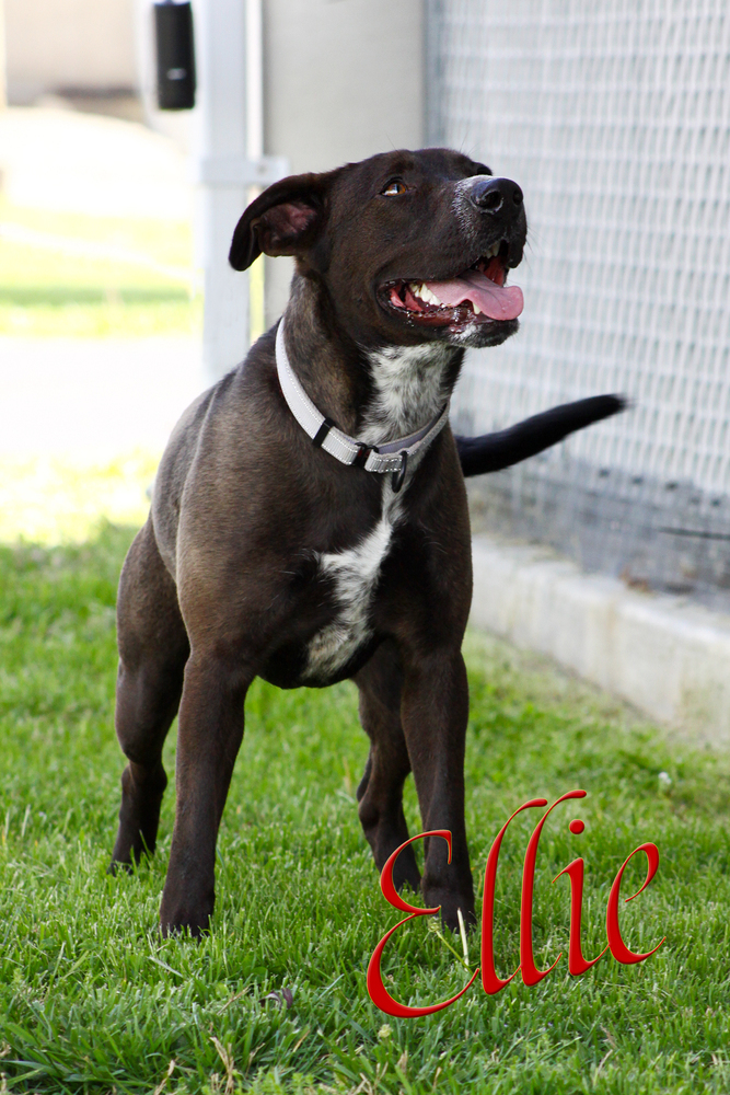 Ellie