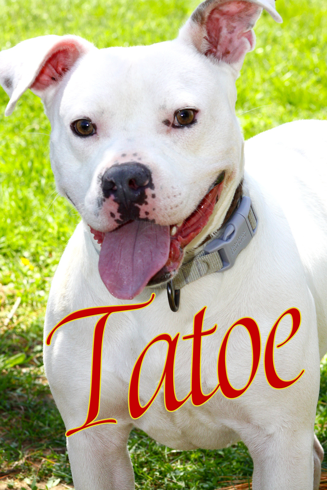 Tatoe