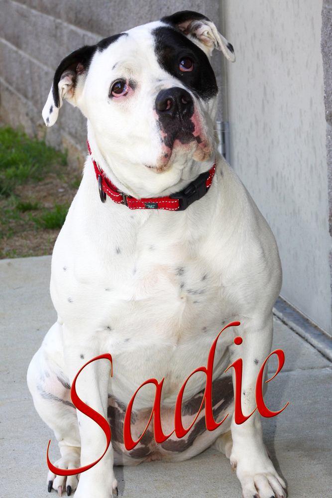 Sadie