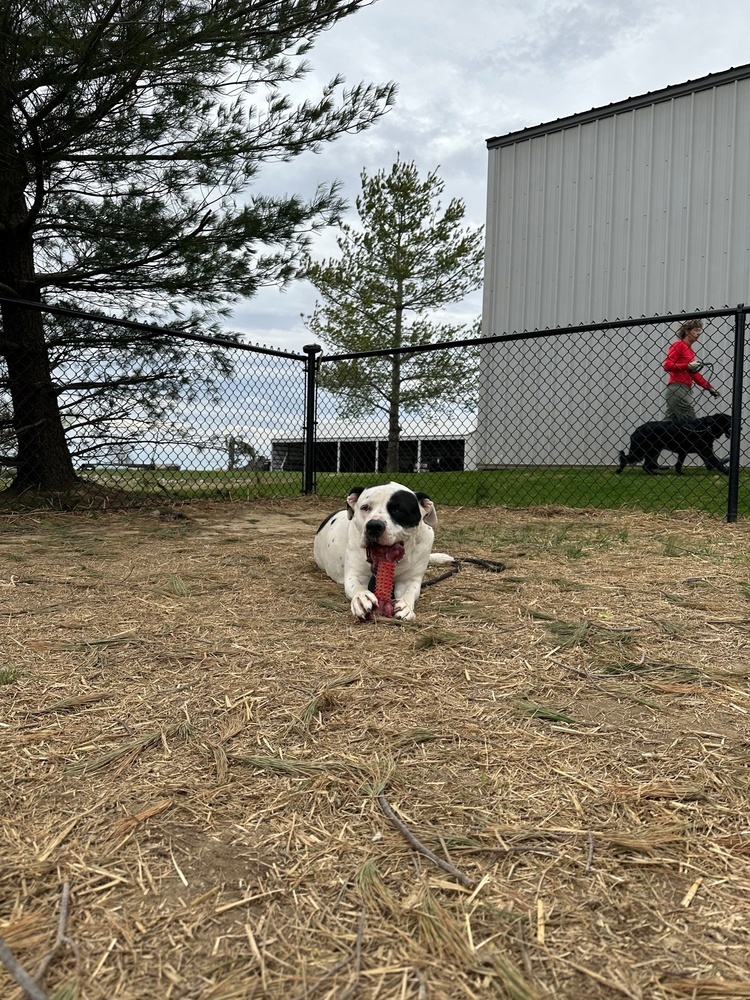 Sadie