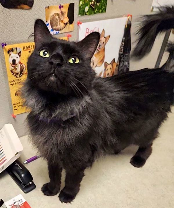 Marceline, an adoptable Domestic Medium Hair in Duluth, MN, 55802 | Photo Image 1
