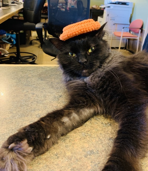 Marceline, an adoptable Domestic Medium Hair in Duluth, MN, 55802 | Photo Image 2