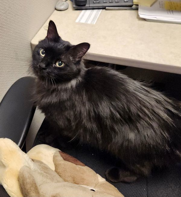 Marceline, an adoptable Domestic Medium Hair in Duluth, MN, 55802 | Photo Image 4