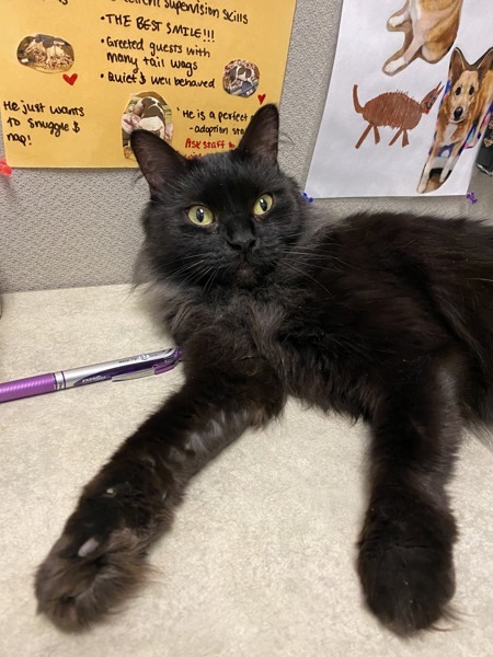 Marceline, an adoptable Domestic Medium Hair in Duluth, MN, 55802 | Photo Image 6