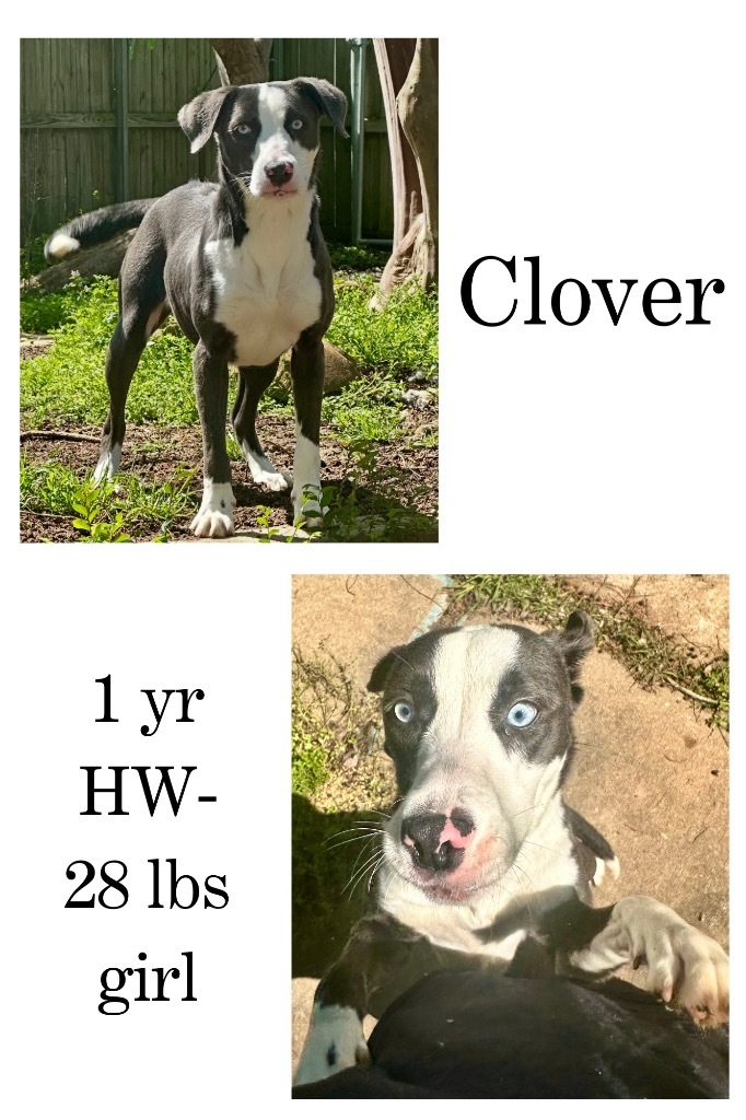Clover