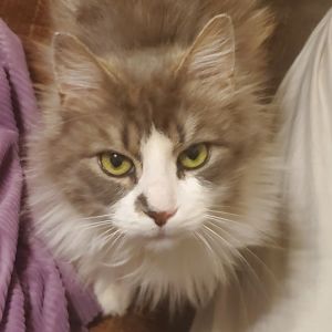 Nico, Senior Female Domestic Long Hair