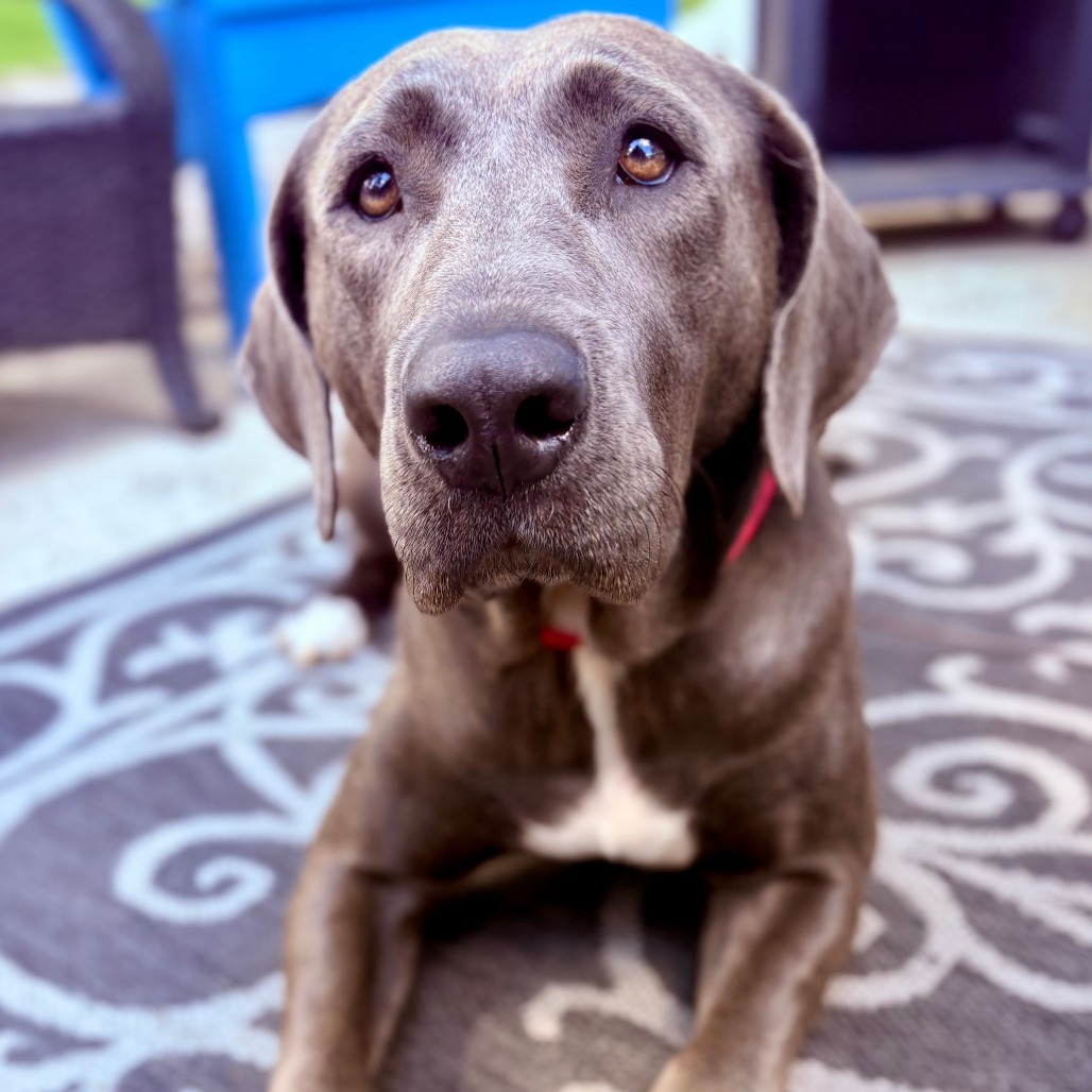 Valerie, an adoptable Weimaraner, Mixed Breed in South Elgin, IL, 60177 | Photo Image 1