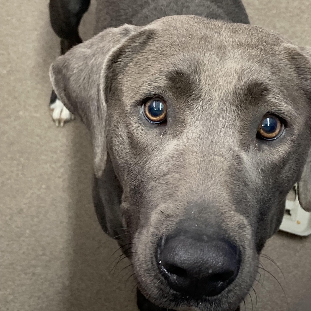 Valerie, an adoptable Weimaraner, Mixed Breed in South Elgin, IL, 60177 | Photo Image 2
