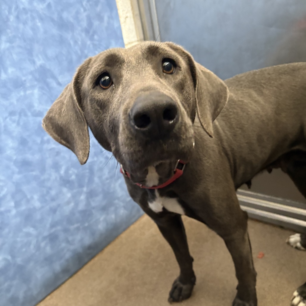 Valerie, an adoptable Weimaraner, Mixed Breed in South Elgin, IL, 60177 | Photo Image 3