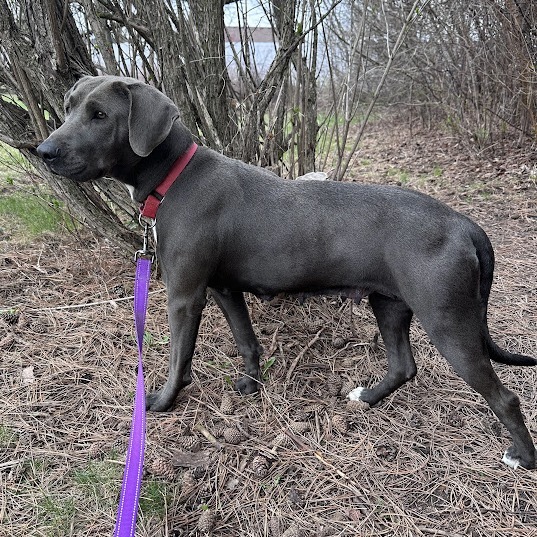 Valerie, an adoptable Weimaraner, Mixed Breed in South Elgin, IL, 60177 | Photo Image 4
