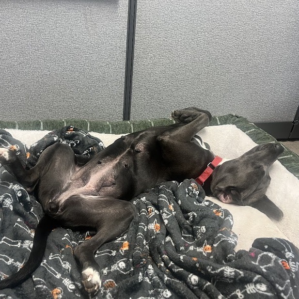 Valerie, an adoptable Weimaraner, Mixed Breed in South Elgin, IL, 60177 | Photo Image 5