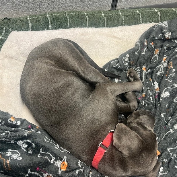 Valerie, an adoptable Weimaraner, Mixed Breed in South Elgin, IL, 60177 | Photo Image 6