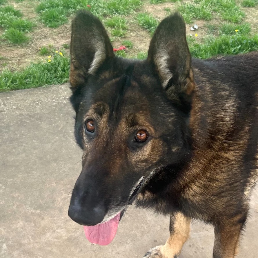 Fred (ADOPTION FEE SPONSERED)