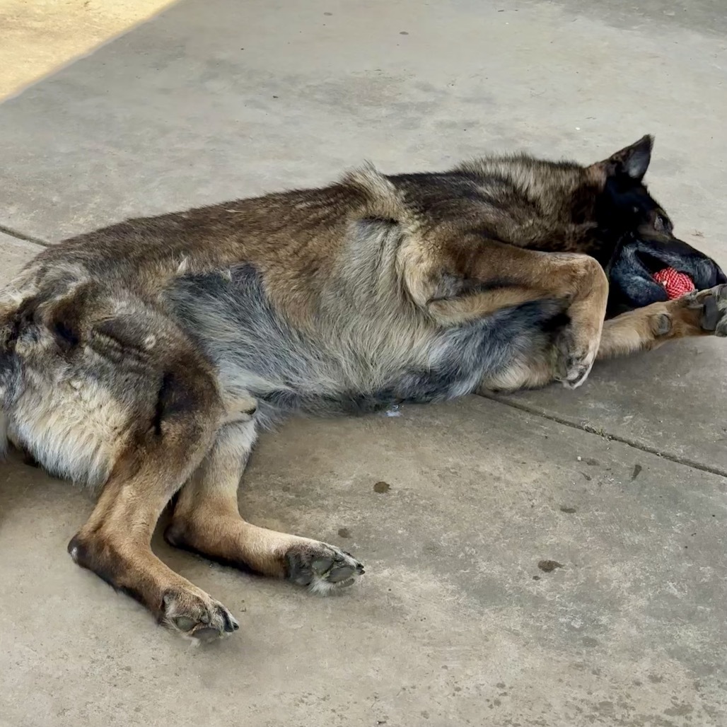 Fred (ADOPTION FEE SPONSERED)