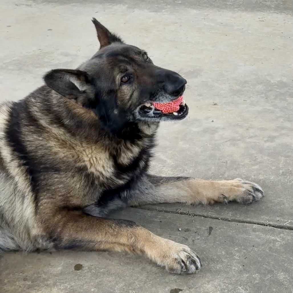 Fred (ADOPTION FEE SPONSERED)