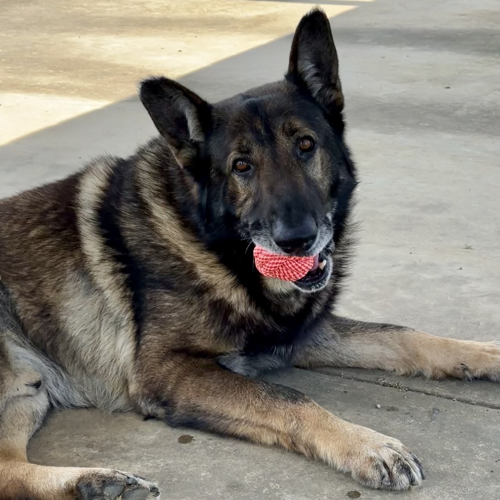 Fred (ADOPTION FEE SPONSERED)
