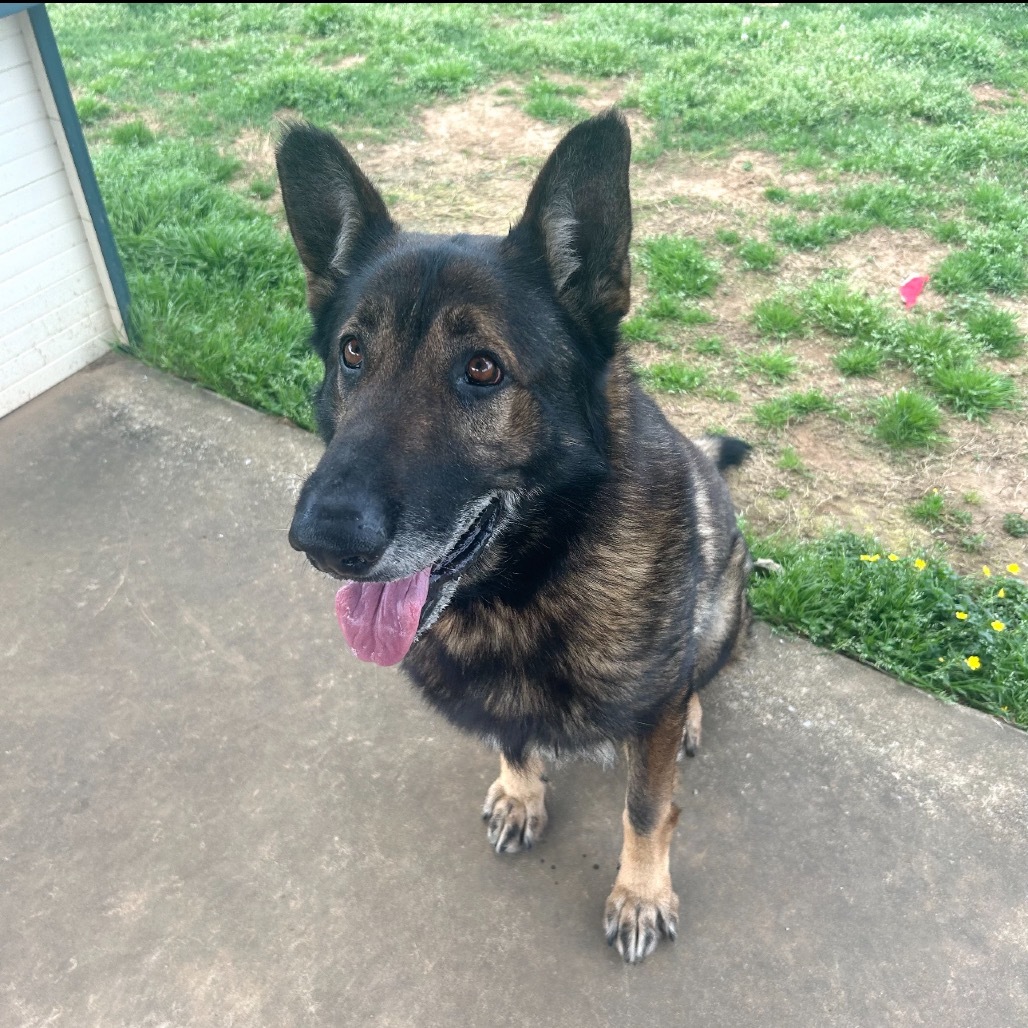 Fred (ADOPTION FEE SPONSERED)