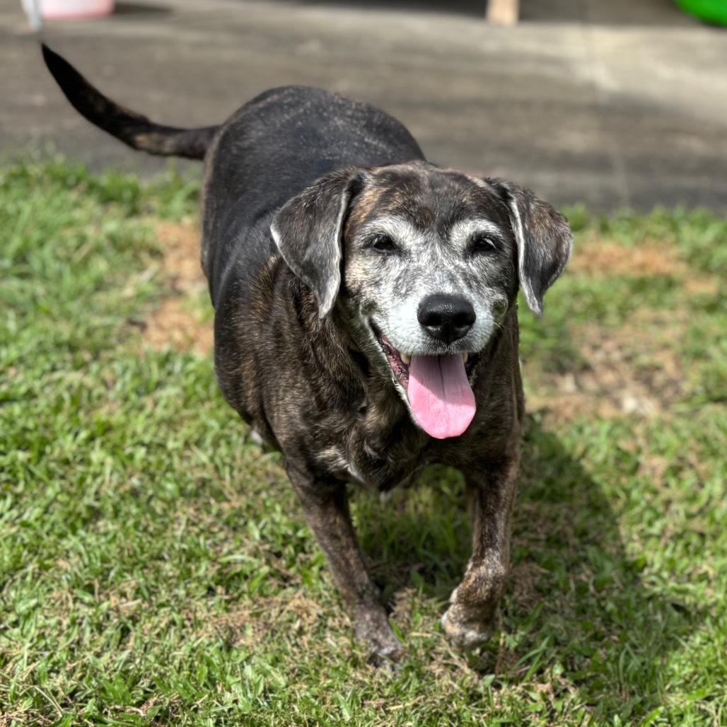 Queen, an adoptable Mixed Breed in Keaau, HI, 96749 | Photo Image 1
