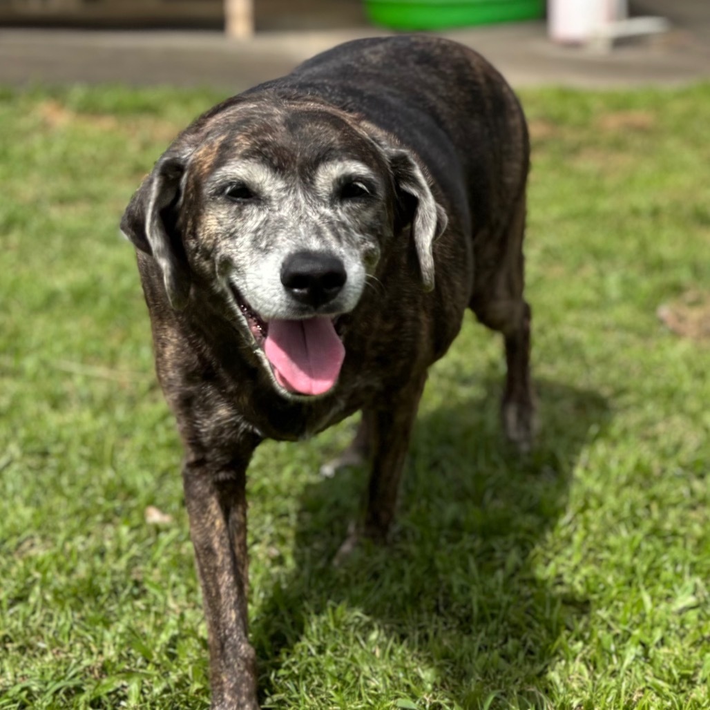 Queen: COH-A-63163, an adoptable Mixed Breed in Keaau, HI, 96749 | Photo Image 2