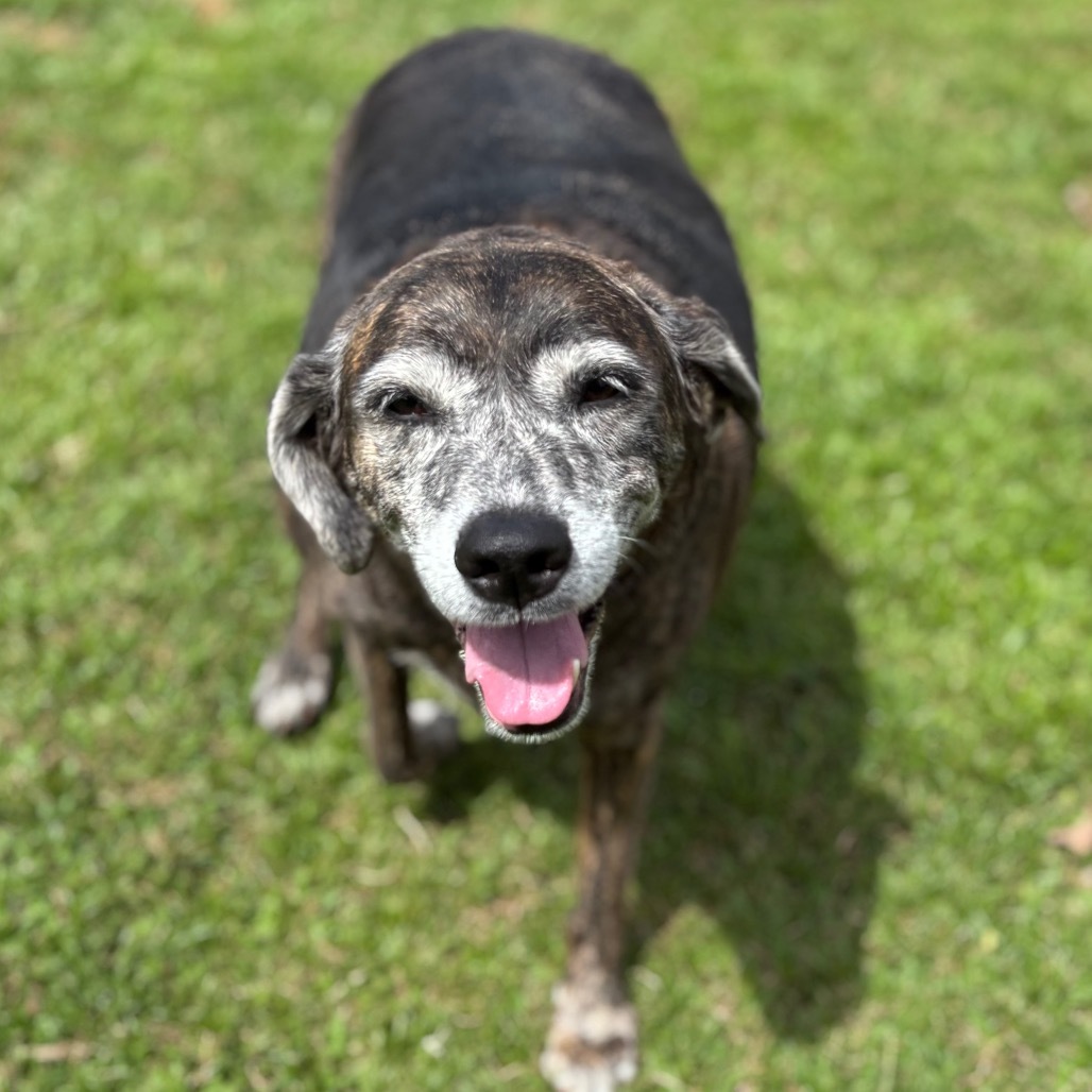Queen, an adoptable Mixed Breed in Keaau, HI, 96749 | Photo Image 3