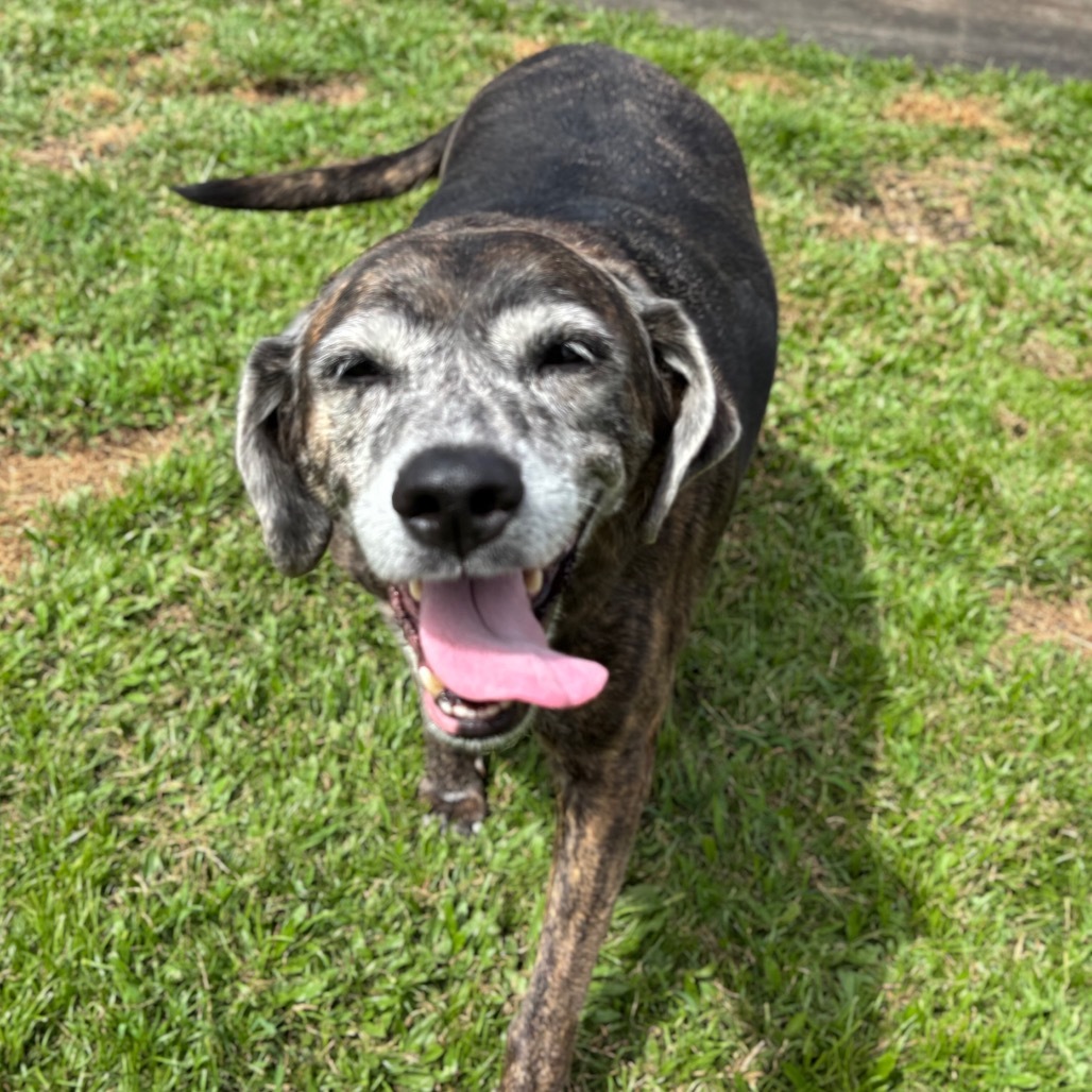 Queen, an adoptable Mixed Breed in Keaau, HI, 96749 | Photo Image 4