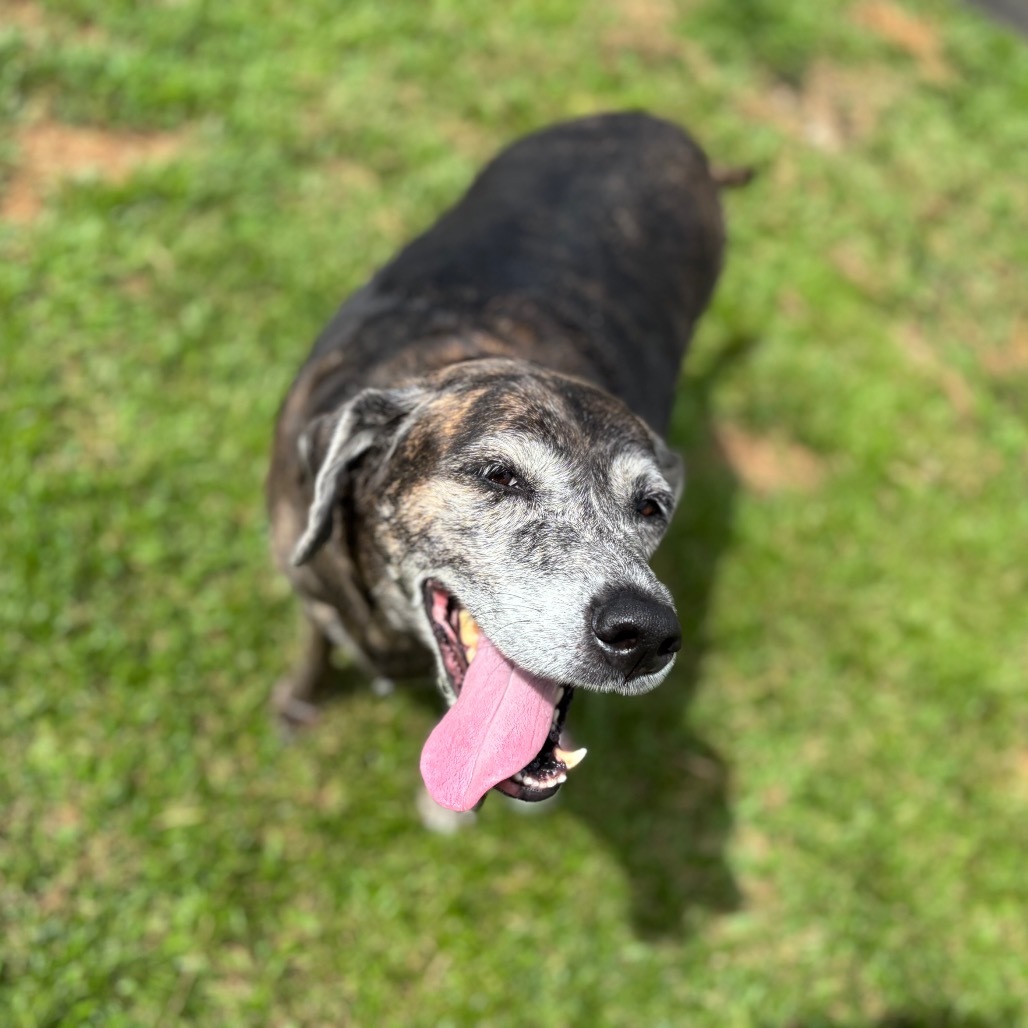 Queen (COH-A-63163), an adoptable Mixed Breed in Keaau, HI, 96749 | Photo Image 5