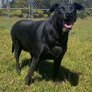 Cassie: COH-A-63161, Senior Female unknown