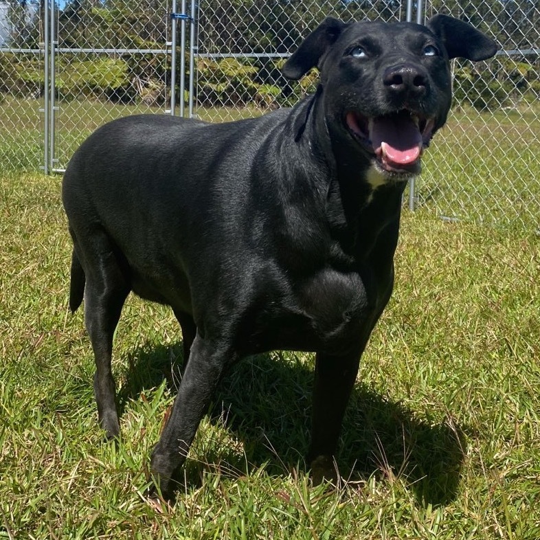 Cassie, an adoptable Mixed Breed in Keaau, HI, 96749 | Photo Image 1