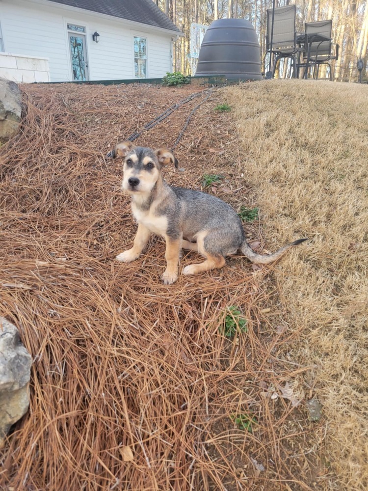 Sheila
