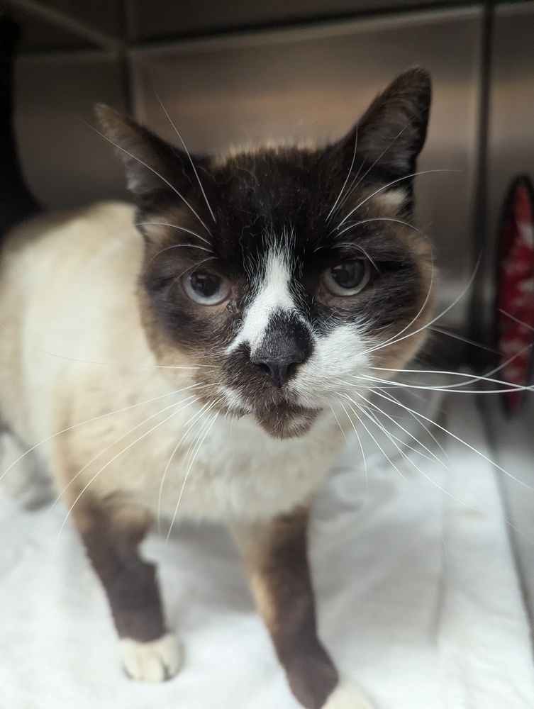 Bubba, an adoptable Siamese in Salmon, ID, 83467 | Photo Image 1