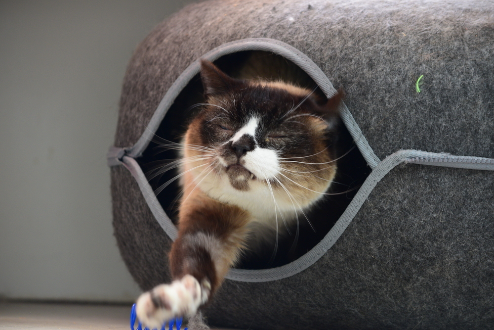 Bubba, an adoptable Siamese in Salmon, ID, 83467 | Photo Image 1