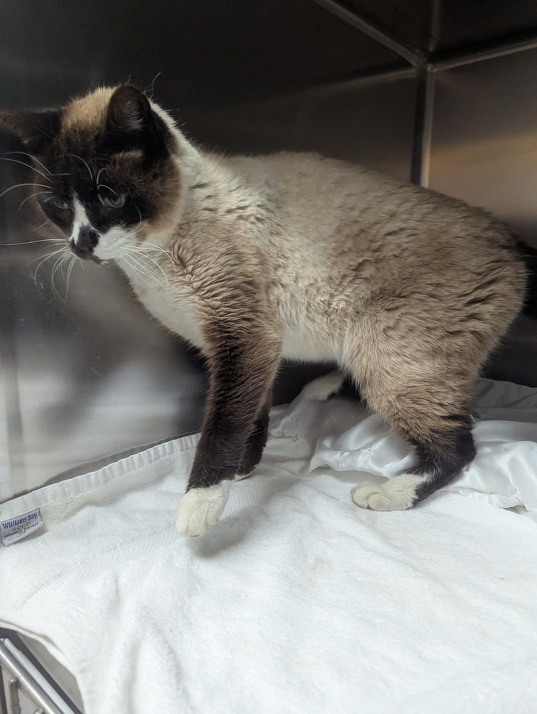 Bubba, an adoptable Siamese in Salmon, ID, 83467 | Photo Image 2