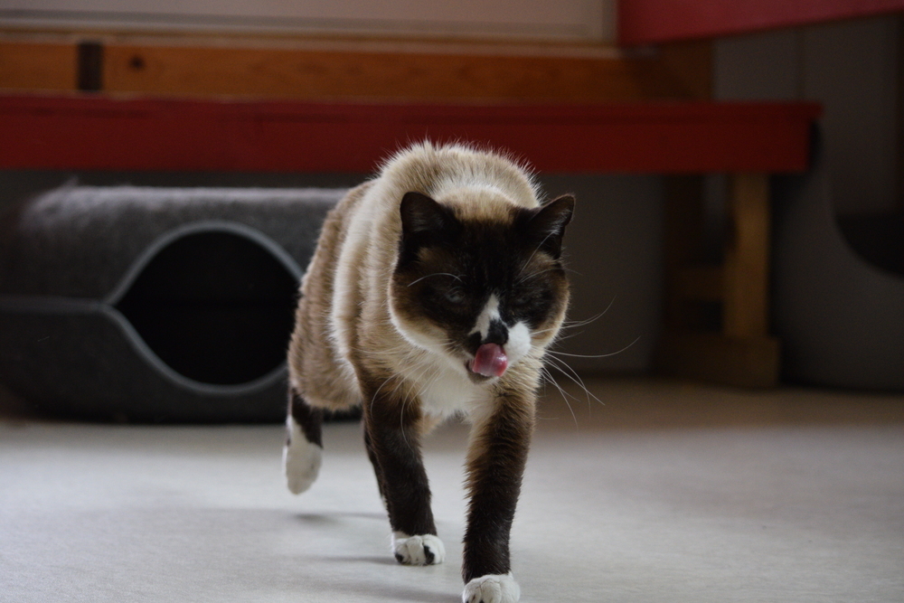 Bubba, an adoptable Siamese in Salmon, ID, 83467 | Photo Image 2
