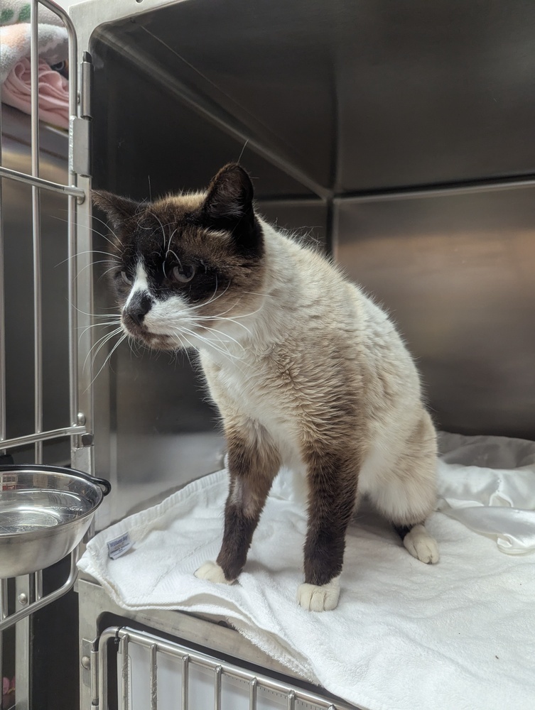 Bubba, an adoptable Siamese in Salmon, ID, 83467 | Photo Image 3
