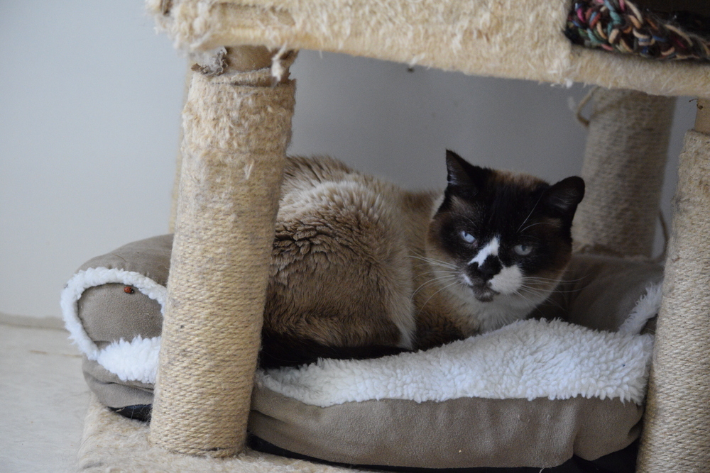 Bubba, an adoptable Siamese in Salmon, ID, 83467 | Photo Image 3