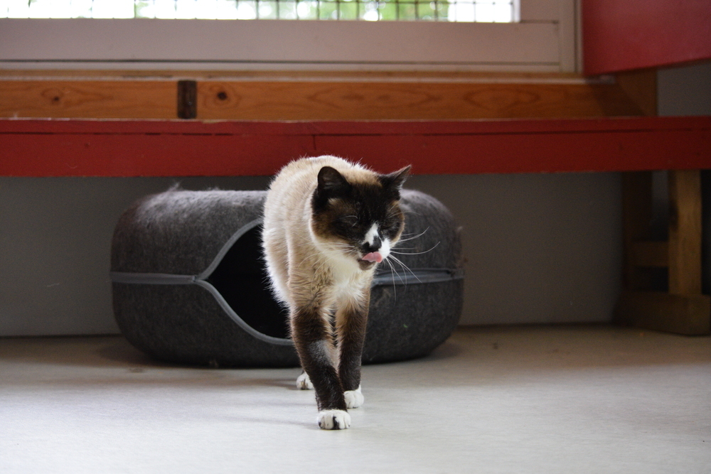 Bubba, an adoptable Siamese in Salmon, ID, 83467 | Photo Image 4