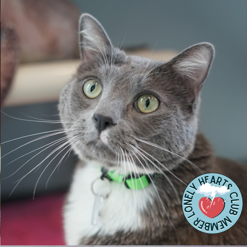 Meatloaf, an adoptable Domestic Short Hair in Lakewood, CO, 80214 | Photo Image 1