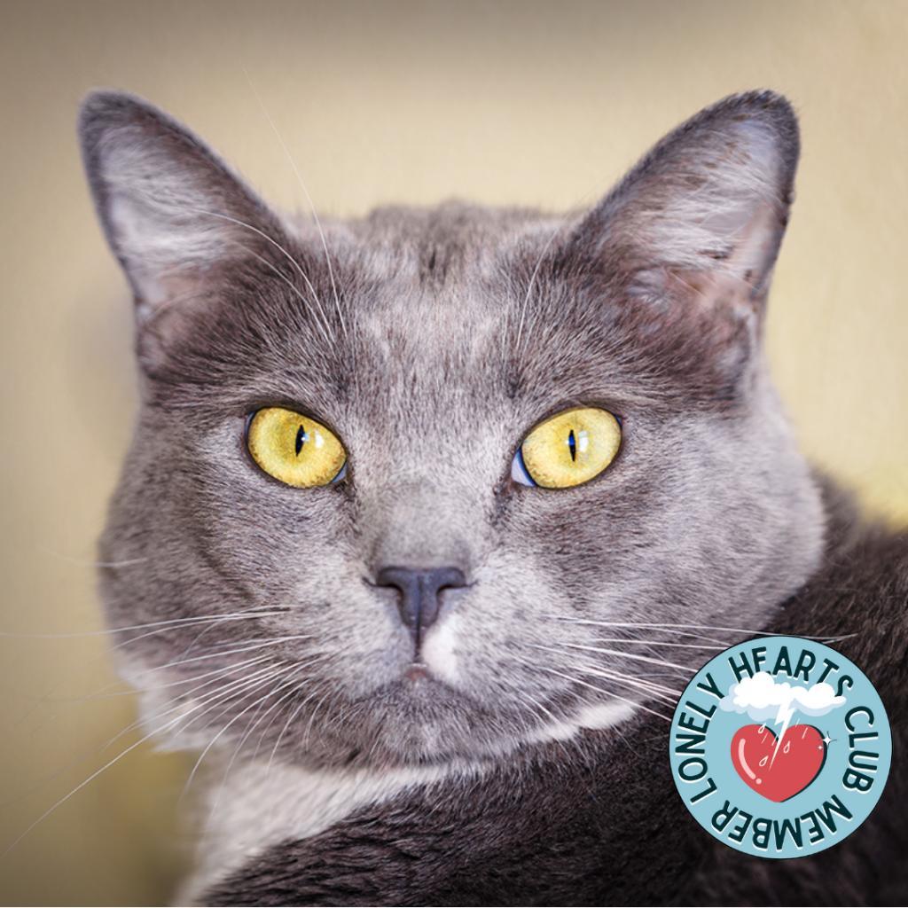 Meatloaf, an adoptable Domestic Short Hair in Lakewood, CO, 80214 | Photo Image 2