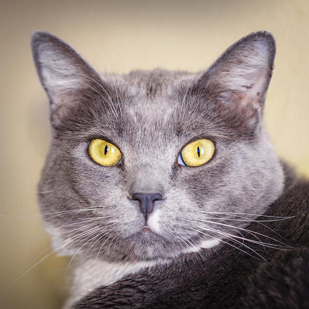 Meatloaf, an adoptable Domestic Short Hair in Lakewood, CO, 80214 | Photo Image 3