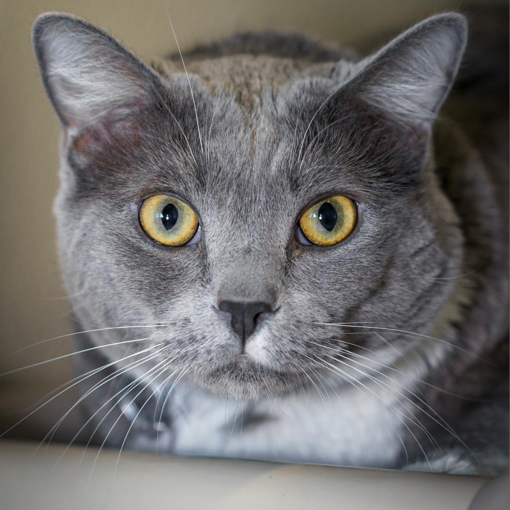 Meatloaf, an adoptable Domestic Short Hair in Lakewood, CO, 80214 | Photo Image 4