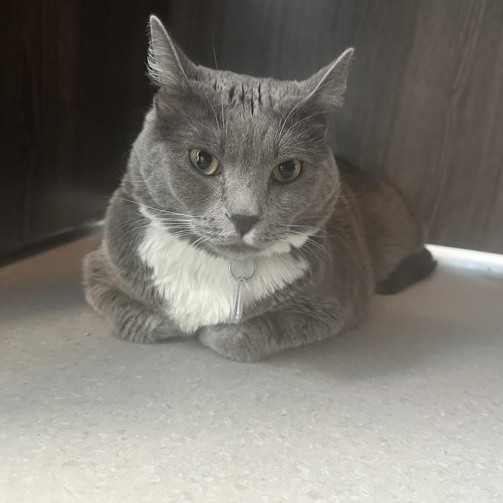 Meatloaf, an adoptable Domestic Short Hair in Lakewood, CO, 80214 | Photo Image 4
