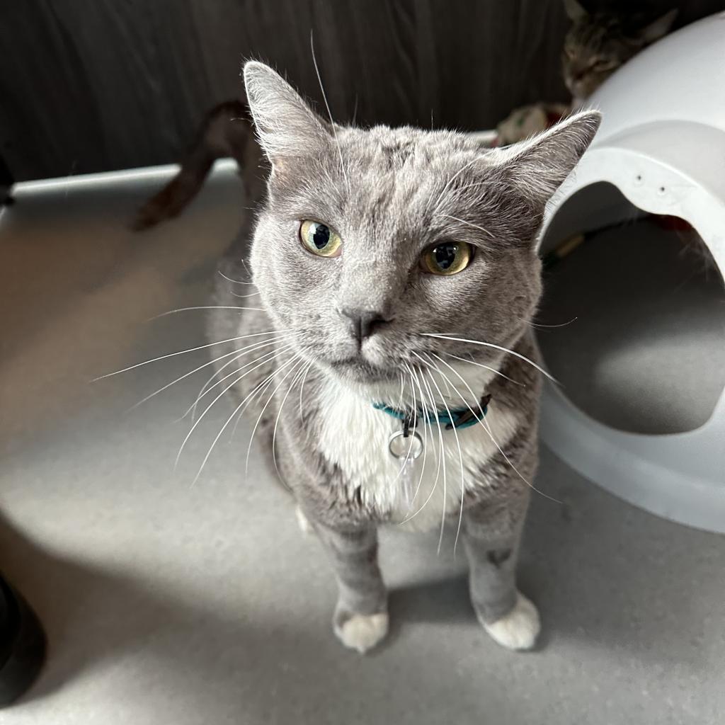 Meatloaf, an adoptable Domestic Short Hair in Lakewood, CO, 80214 | Photo Image 5