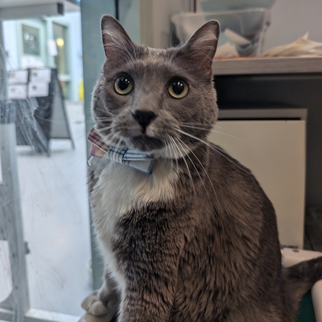 Meatloaf, an adoptable Domestic Short Hair in Lakewood, CO, 80214 | Photo Image 5