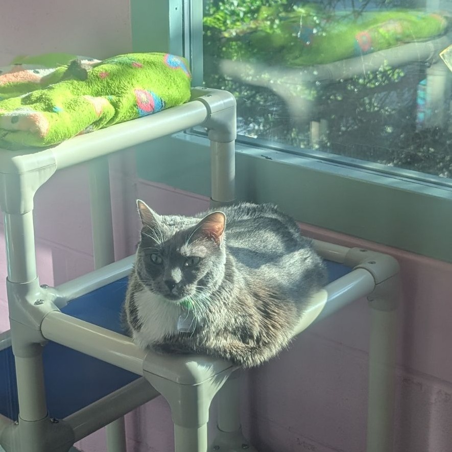 Meatloaf, an adoptable Domestic Short Hair in Lakewood, CO, 80214 | Photo Image 6