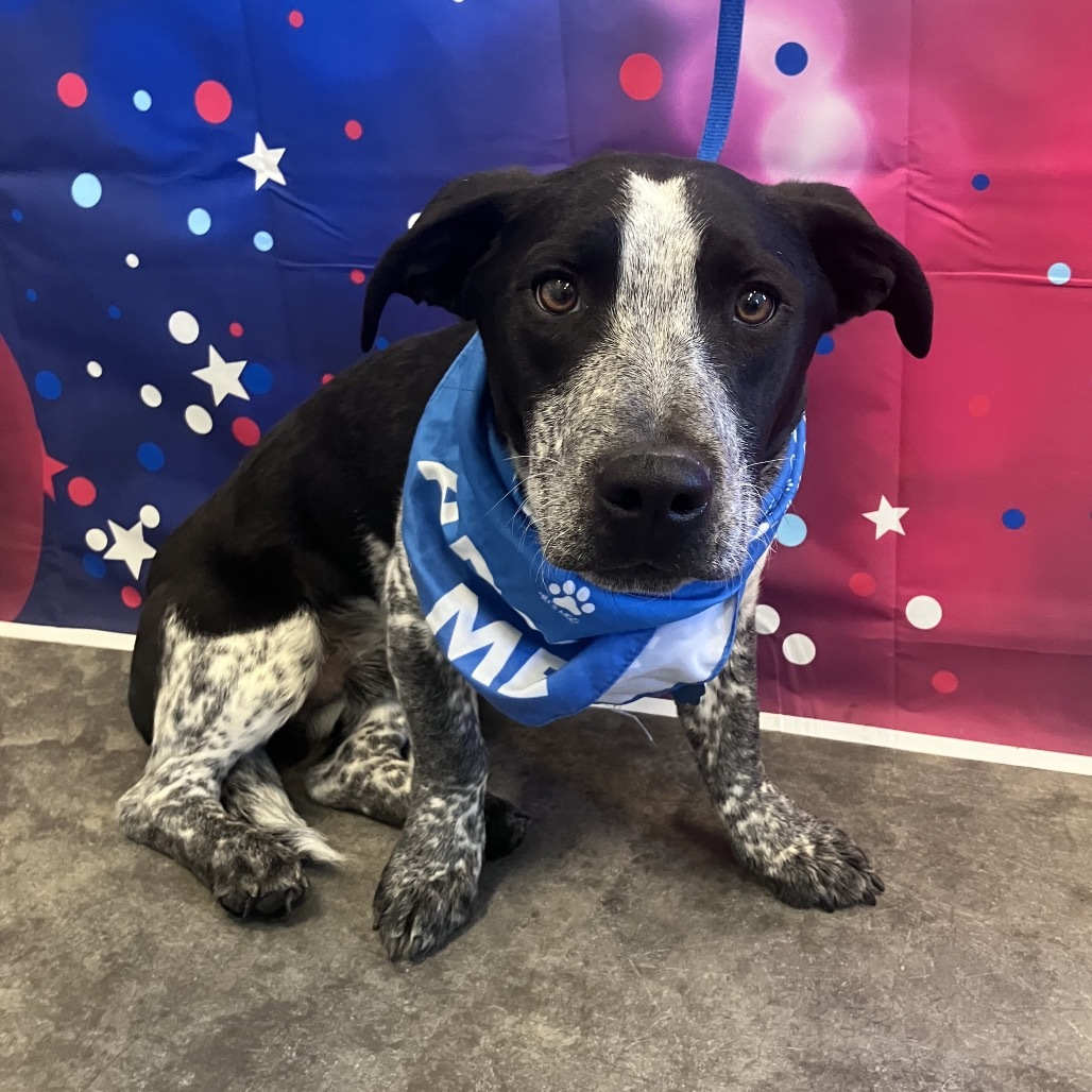 Cain, an adoptable Australian Cattle Dog / Blue Heeler, Cardigan Welsh Corgi in Show Low, AZ, 85901 | Photo Image 1