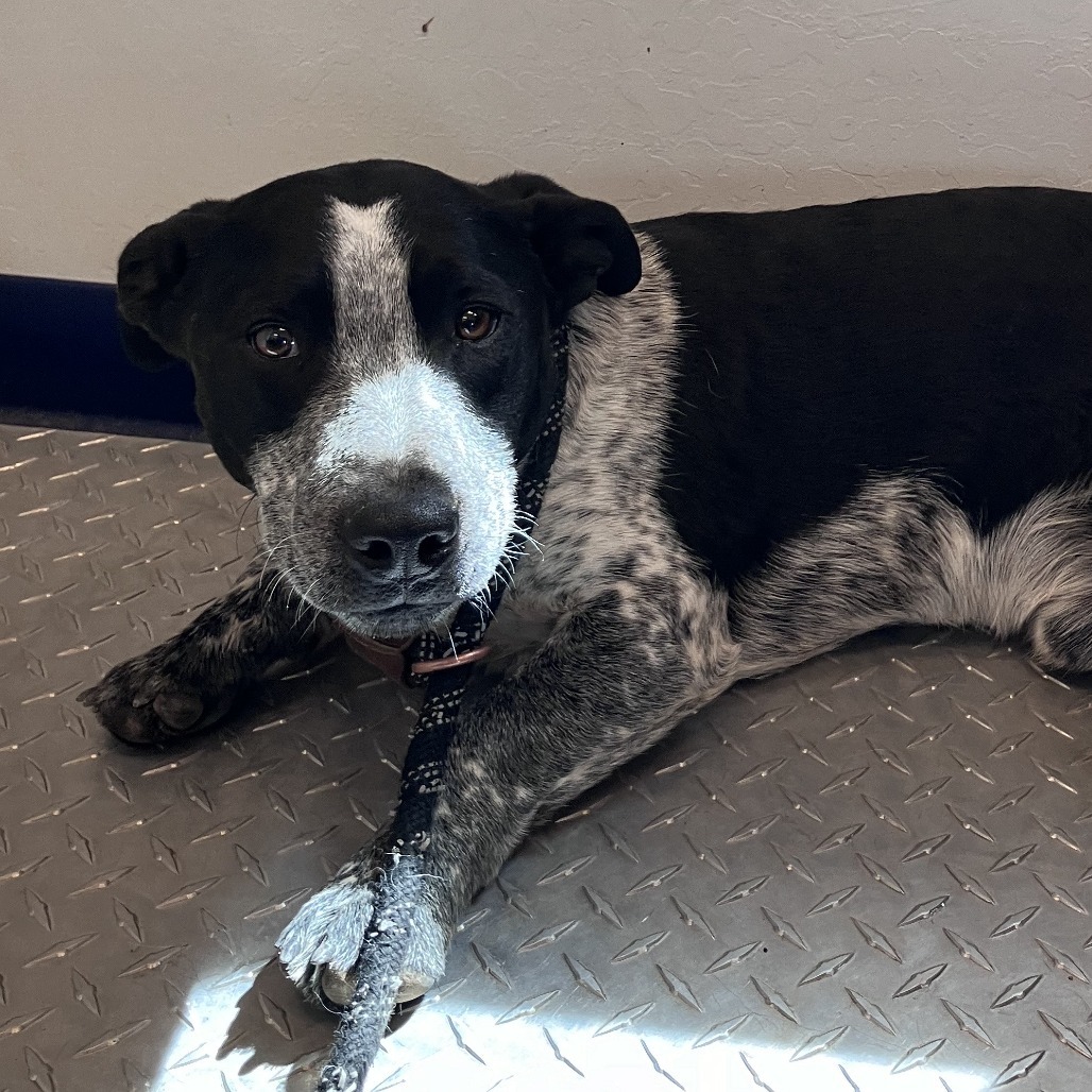 Cain, an adoptable Australian Cattle Dog / Blue Heeler, Cardigan Welsh Corgi in Show Low, AZ, 85901 | Photo Image 2
