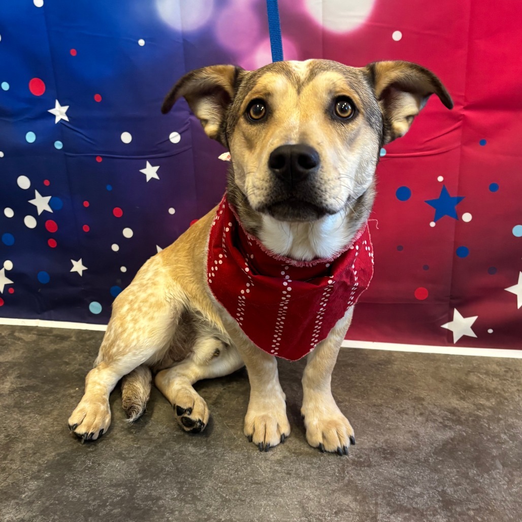 Abel, an adoptable Australian Cattle Dog / Blue Heeler, Cardigan Welsh Corgi in Show Low, AZ, 85901 | Photo Image 1