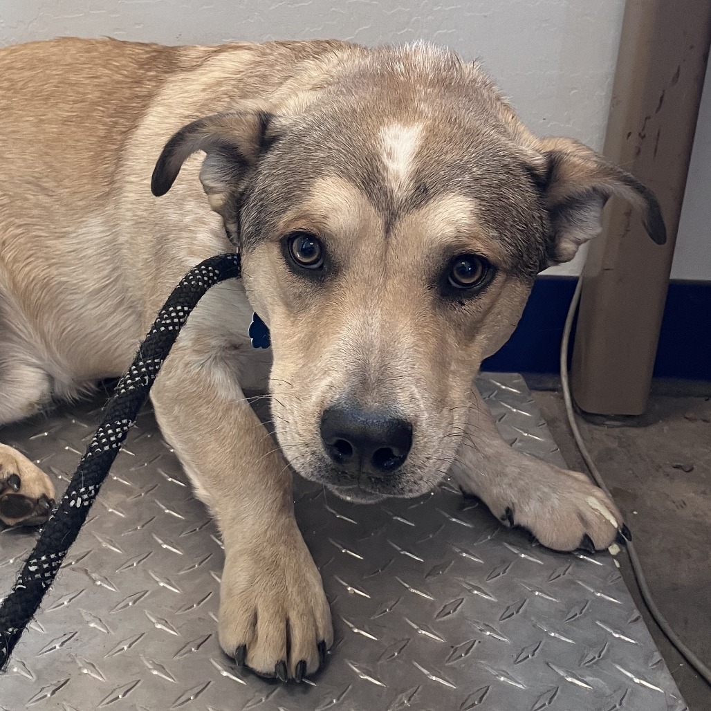 Abel, an adoptable Australian Cattle Dog / Blue Heeler, Cardigan Welsh Corgi in Show Low, AZ, 85901 | Photo Image 2