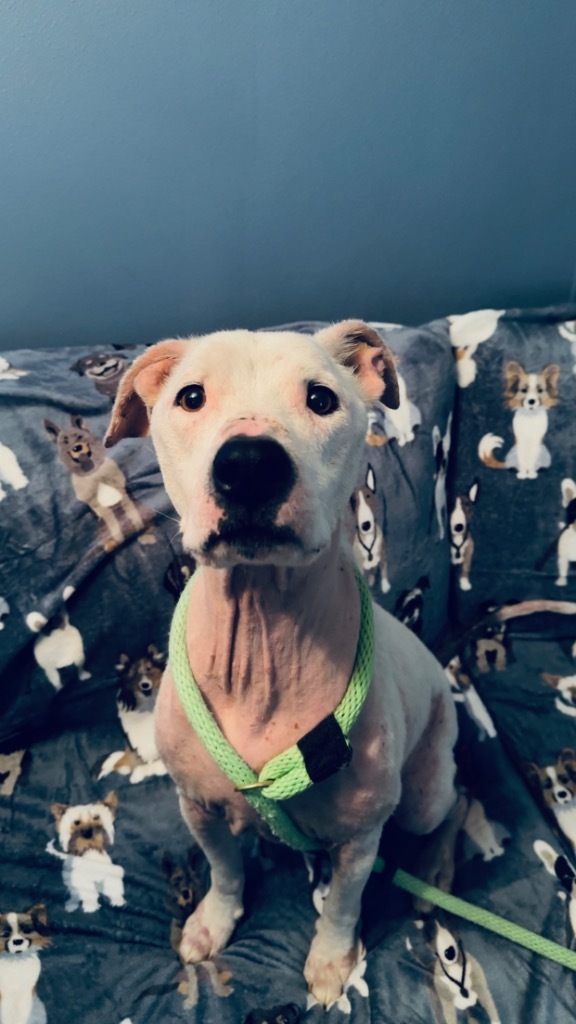 Biscuit